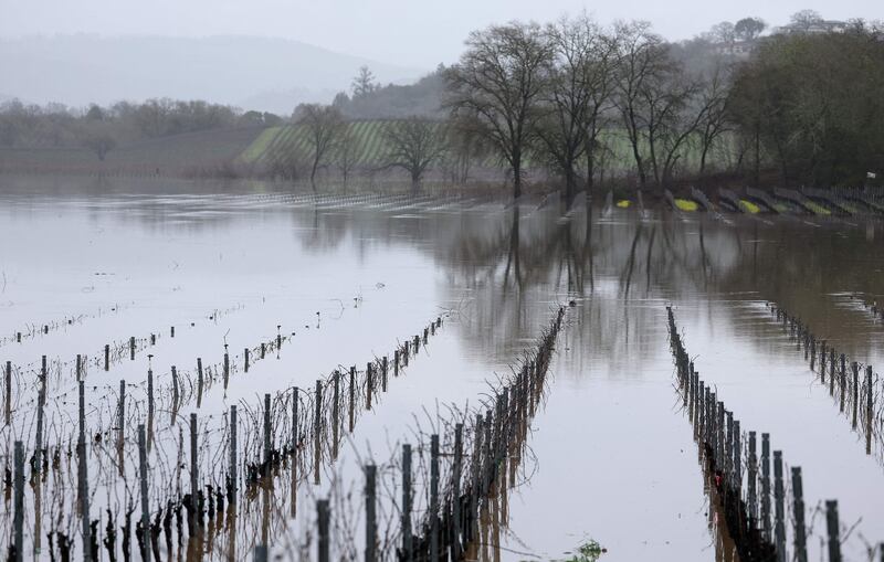 A flooded vineyard on Monday in Forestville, near the San Francisco Bay Area. Getty / AFP