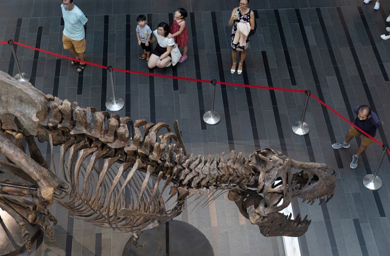 Visitors look at the skeleton of a Tyrannosaurus Rex named 'Shen the T.  Rex' during a preview by auction house Christie's at the Victoria Theatre and Concert Hall in Singapore, 28 October 2022.  The dinosaur fossil will be exhibited at the Victoria Theatre & Concert Hall from 28 to 30 October before being auctioned at the Hong Kong Convention and Exhibition Centre on 30 November.  The 1,400kg T-Rex, measuring 12. 2 meters long, 4. 6 meters high and 2. 1 meters wide, will be the first full Tyrannosaurus Rex fossil offered at an auction in Asia.   EPA / HOW HWEE YOUNG