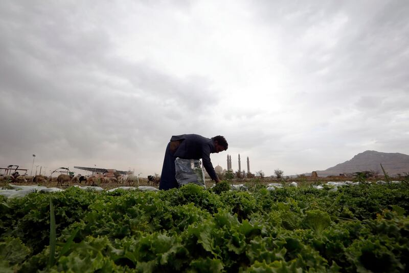 A farmer in the Yemeni capital of Sanaa. Earth Day is celebrated around the world on April 22 every year to raise awareness about the environment. EPA