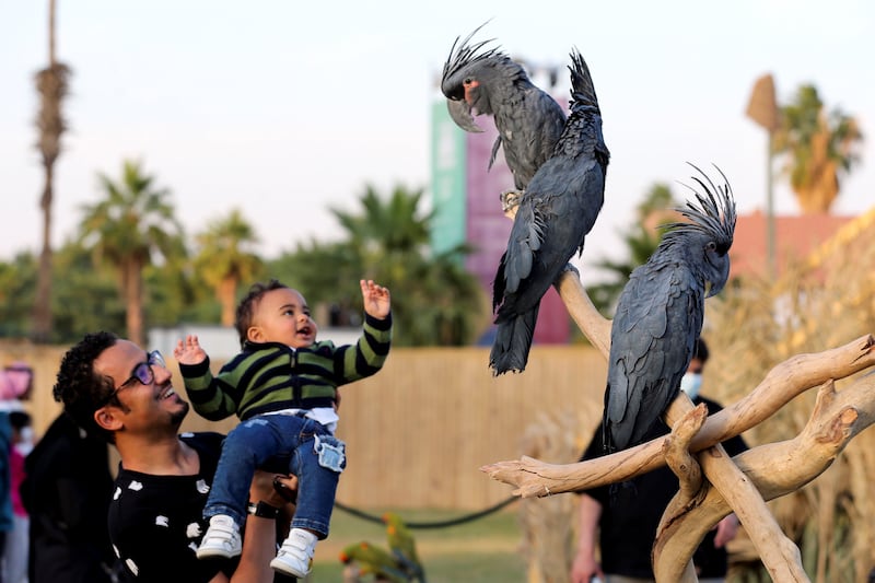 A young visitor meets a palm cockatoo at Riyadh Safari.