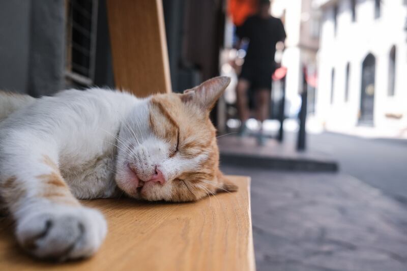 A cat nap in Istanbul. EPA