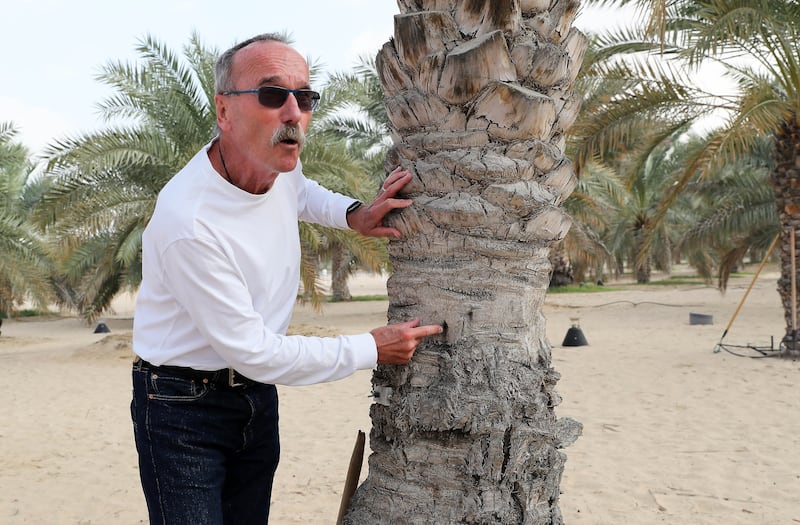 Brent Clothier shows where the sap flow probes were inserted on the date palm. 