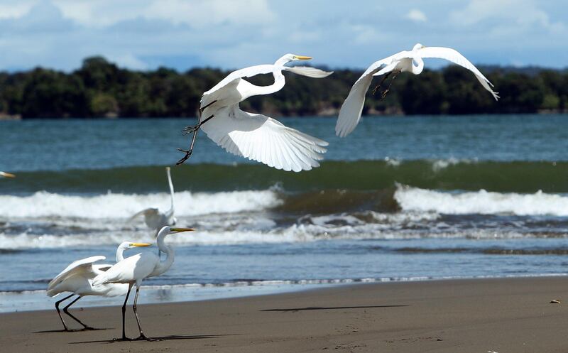 Herons on a beach in Ladrilleros, Cauca Valley, Colombia. Maurico Duena Castaneda / EPA