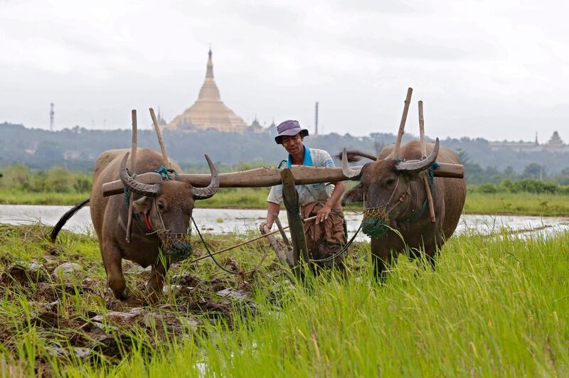 A Myanmar farmer ploughs the rice fields with water buffalo in Naypyitaw, Myanmar. Hein Htet / EPA