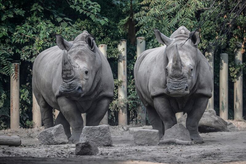 Two rhinos are seen at Beijing zoo in Beijing, China.  EPA