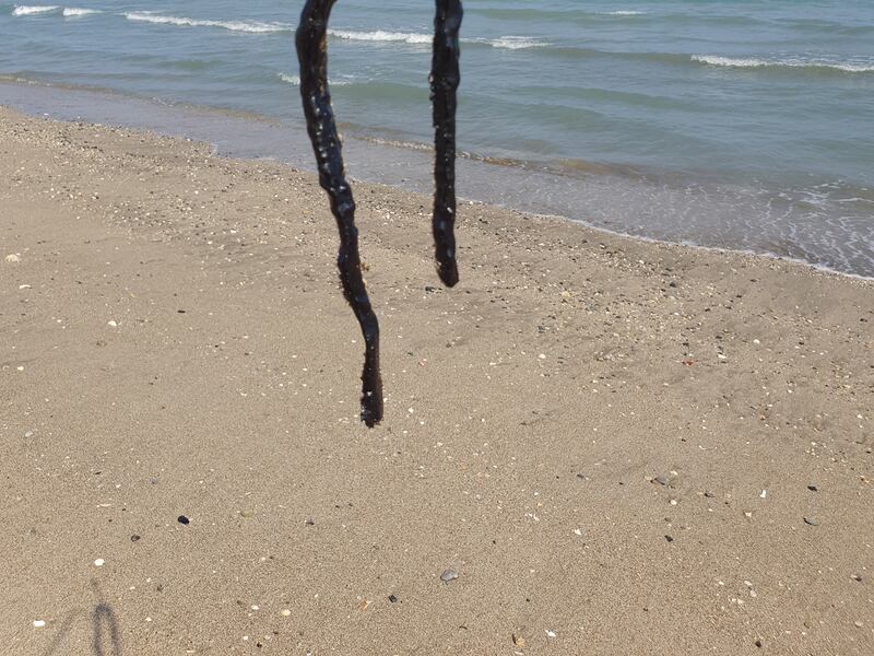A sea snake killed by the oil slick off the UAE coast.