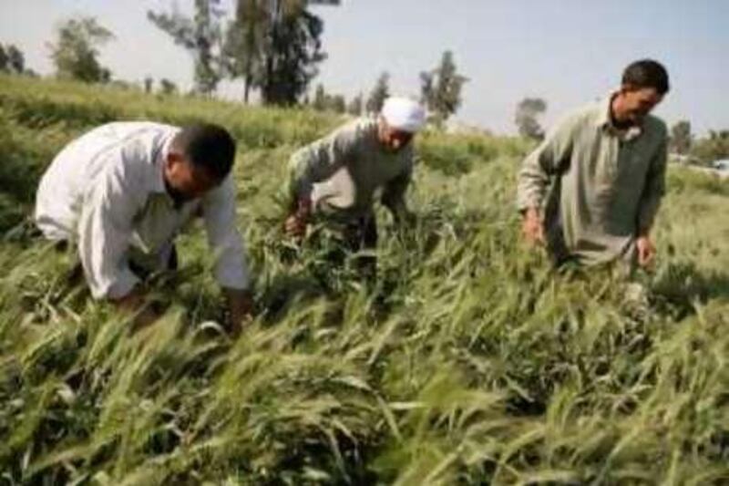 Farmers harvest unripened wheat by hand in a field in the Nile Delta town of Mansoura city, 210 km (130 miles) north of Cairo, March 23, 2008. Some Egyptian farmers are selling their unripened wheat crops for export to produce bio-ethanol in the United States and Europe. Bio-ethanol is sold as a blend component in fuel as it increases octane production while giving cleaner emissions. Egypt is one of the world's leading wheat importers, usually buying more than 6 million tons a year. REUTERS/Nasser Nuri (EGYPT)