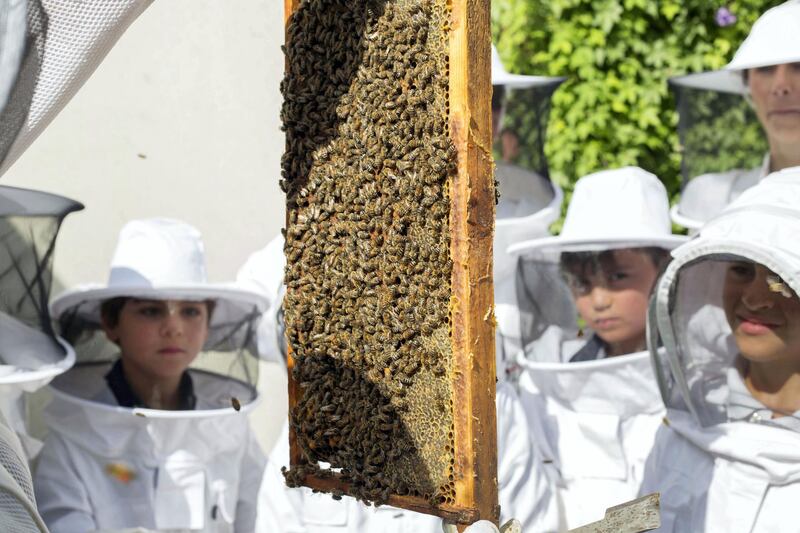 DUBAI, UNITED ARAB EMIRATES -  Students being brief on their part of being a bee keeper at American School of Dubai has partnered with the Beekeepers Foundation UAE to create a community on campus and raise awareness of the importance and protection of honeybees in the UAE at American School Dubai.  Ruel Pableo for The National