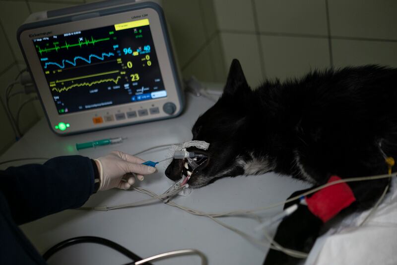 A sedated dog collected in Ukraine undergoes an X-ray before surgery for serious injuries to its hind legs at the Ada veterinary clinic in Przemysl, Poland. AP