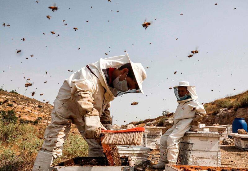 Palestinian boys work at their father's apiary in the village of Doura, west of Hebron in the occupied West Bank. AFP