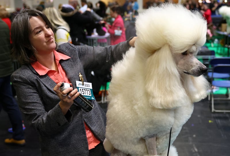 A dog owner prepares her poodle for the fourth day at the Crufts dog show in Birmingham, England. Reuters