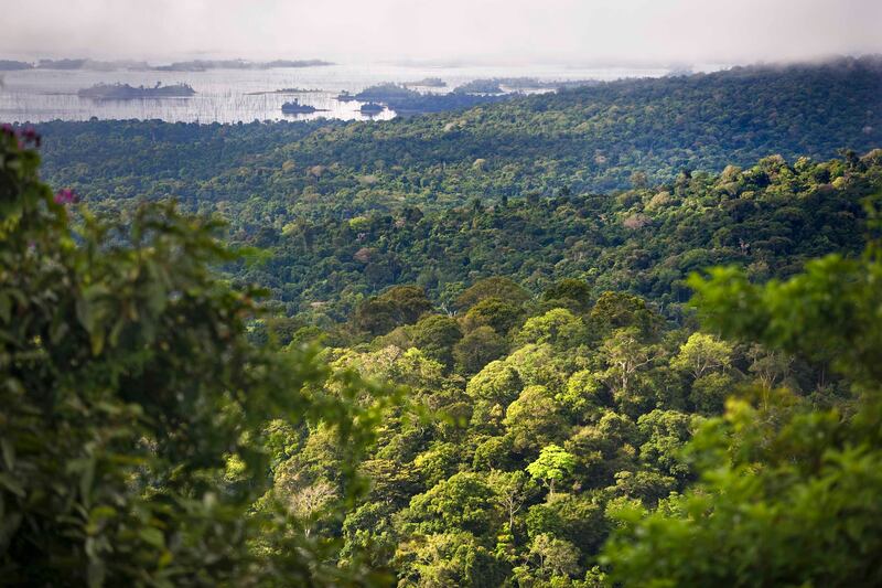 Suriname's forests absorb billions of tonnes of CO2. Getty