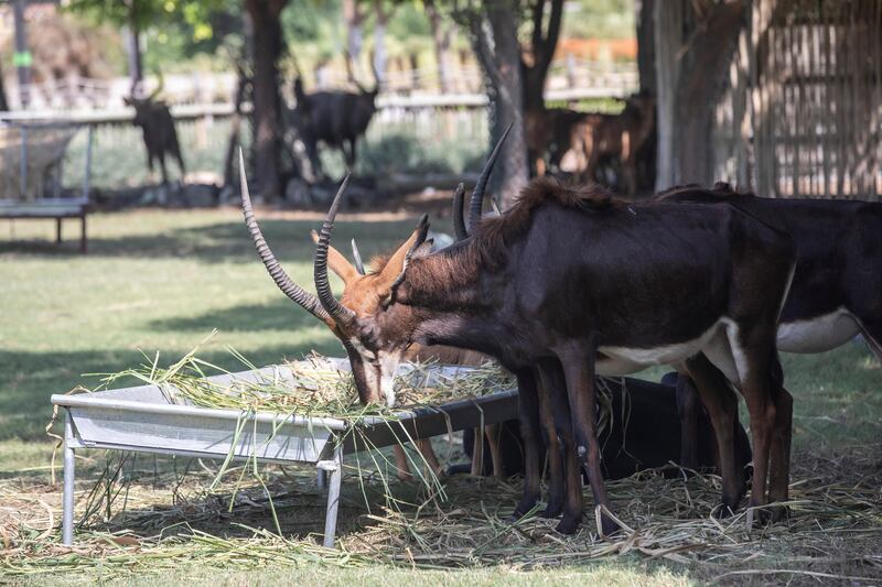 DUBAI, UNITED ARAB EMIRATES. 07 OCTOBER 2020. Dubai Safari Park re-opens it’s doors to the public again after being closed for the past two years. (Photo: Antonie Robertson/The National) Journalist: Nick Webster. Section: National.
