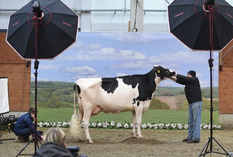 A cow waits to be photographed in Verden, Germany. The most beautiful milk cows from Lower Saxony and Saxony will be selected at the 44th ‘Show of the Best’. Approximately 200 animals are competing in 18 categories. Carmen Jaspersen / DPA via AP / February 23, 2017