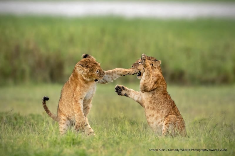 'Lightweight Wrestling': These cubs in Tanzania engage in quite the sparring match. Yarin Klein / Comedy Wildlife Photo Awards 2020