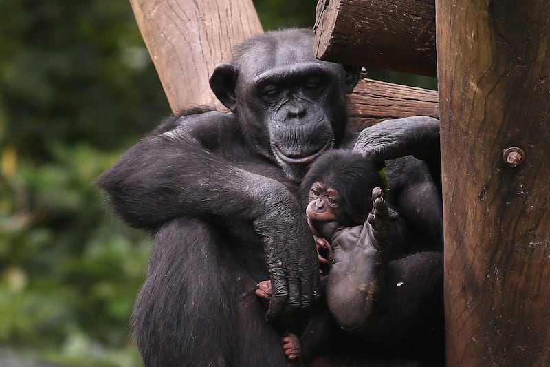 The chimpanzee "Tina" holds its newborn baby at Sao Paulo Zoo in Brazil. Reuters