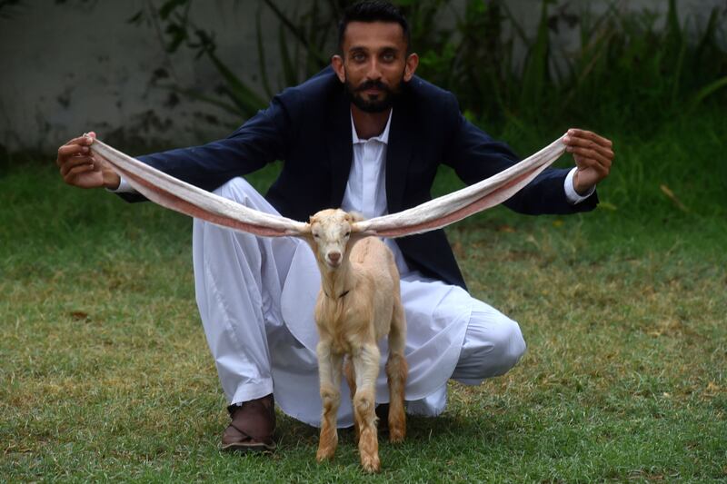 Breeder Mohammad Hasan Narejo displays the ears of kid goat Simba in Karachi on July 6, 2022.  - A kid goat with extraordinarily long ears has become something of a media star in Pakistan, with its owner claiming a world record that may or may not exist.  (Photo by Asif HASSAN  /  AFP)