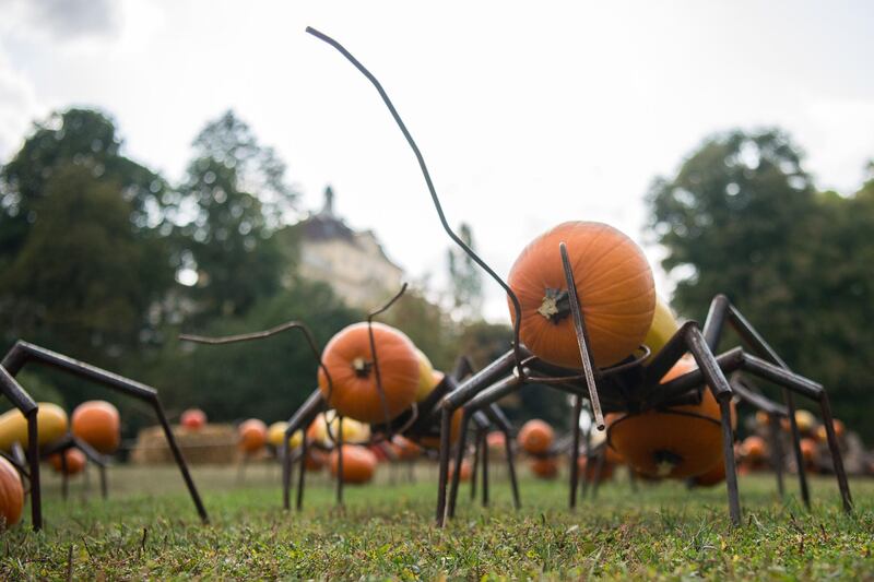 Ant sculptures made of pumpkins.  AFP