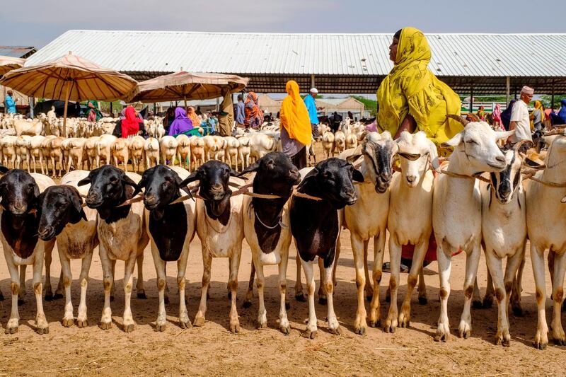 People walk among sheep and goats at the livestock market in Hargeisa, Somaliland.  AFP