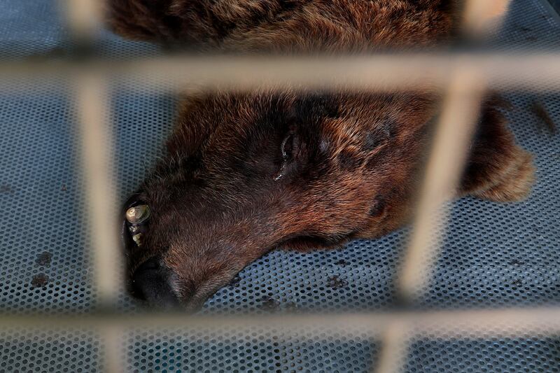 A Beirut group, Animals Lebanon, said on Sunday that two bears, including this Syrian brown bear, which had been held in small cement cages for more than 10 years, will be flown to the US and released into the wild.