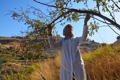 Sawsan Alkhaldi, a volunteer, participates in the harvesting of local seeds