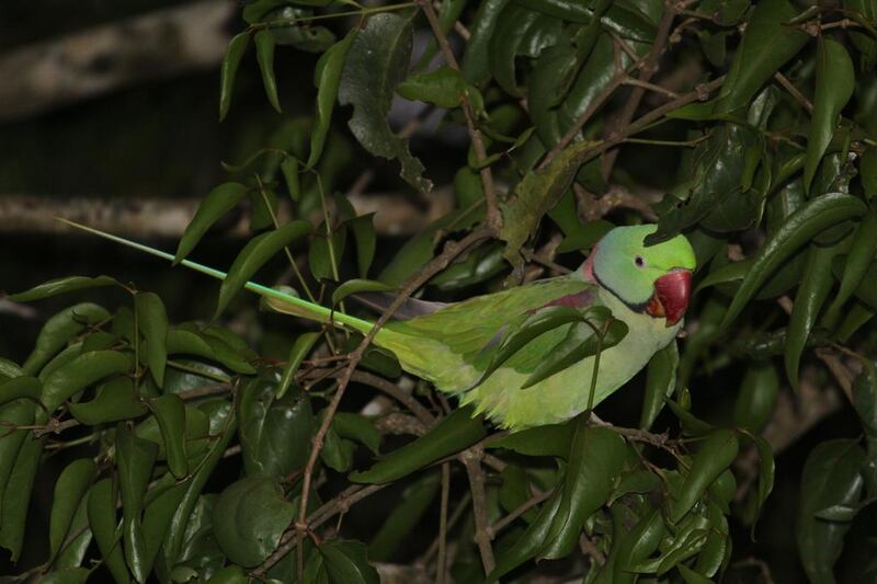 Clover, one of the rescued Alexandrine parrots, at Sai Sanctuary. Courtesy Sai Sanctuary