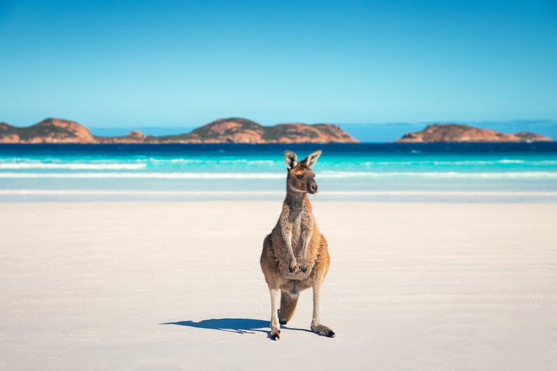 Spotting Australia's most-famous wildlife, including kangaroos and koalas, is among the top 10 things to do while you're there. All photos: Tourism Australia unless otherwise specified