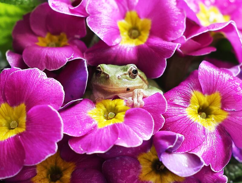 A green frog sits on a moth orchid at a local agricultural research centre in Hwaseong, about 40km south of Seoul, South Korea, two days ahead of 'gyeongchip'.  On the lunar calendar, gyeongchip is the day when frogs awake from hibernation.  EPA
