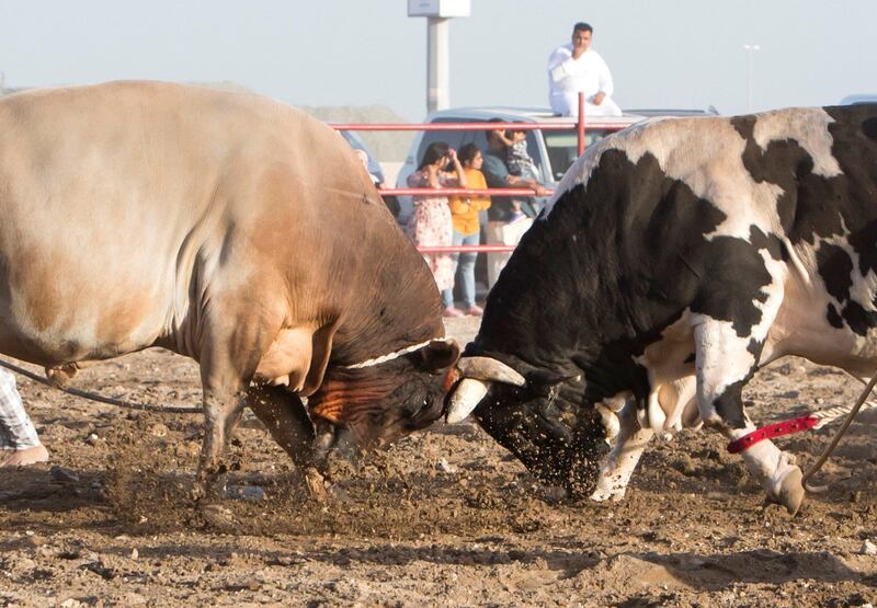 FUJAIRAH, UNITED ARAB EMIRATES- Bull fighting in Fujairah corniche.  Leslie Pableo for The National