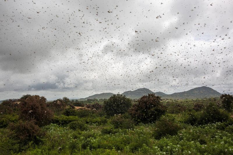 Swarms of desert locusts take flight in Mathiakani, Kitui County, Kenya. Bloomberg