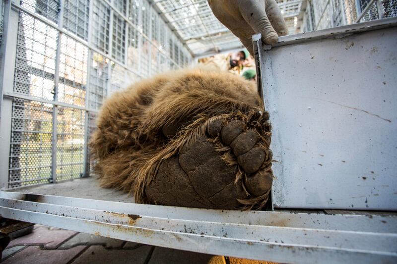 One of two Himalayan brown bears is seen in a crate before its departure to be relocated to Al Ma'Wa for Wildlife and Nature sanctuary in Jordan, at the Marghazar Zoo in Islamabad, Pakistan. Reuters