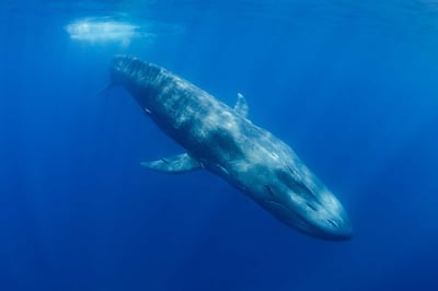 The blue whale is classified as endangered but its population is on the rise. Getty Images