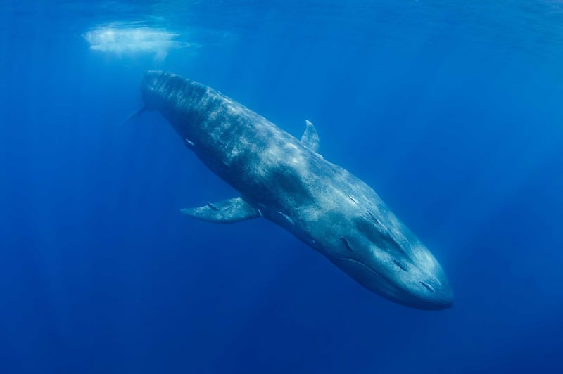 The blue whale, the world's biggest animal, is listed as endangered. However, the population is increasing in size. Getty Images 