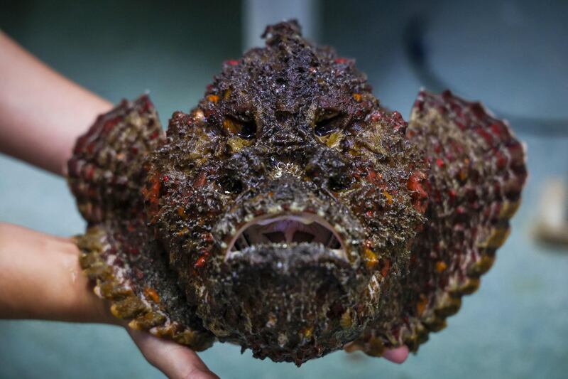 A stonefish, the world's most venomous fish. AFP