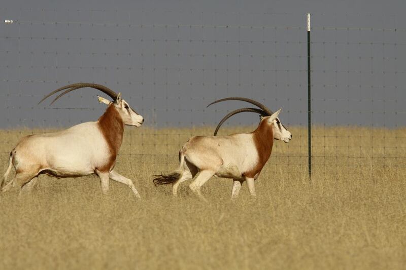 The new wave of oryx were flown by charter plane from Abu Dhabi and will join animals that were released into the wild in December as part of the Environment Agency- Abu Dhabi’s programme.