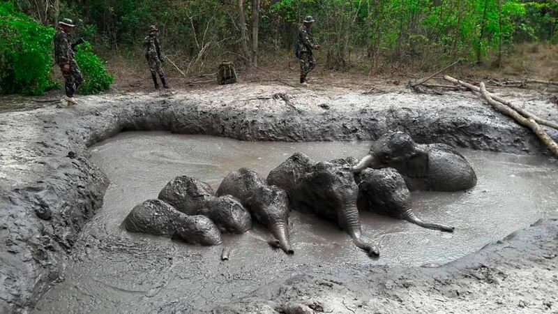 In this photo released and taken by Department of Natural Park, Wildlife, and Plant Conservation on Thursday, March 28, 2019, Thap Lan National Park rangers prepare to extract six baby elephants stuck in a muddy pond at Thap Lan National Park, Nakhon Ratchasima province, northeastern Thailand. The park rangers took five hours to dig out a path to save the six elephant calves after they were found trapped in a muddy pond. (Department of Natural Park, Wildlife, and Plant Conservation via AP)