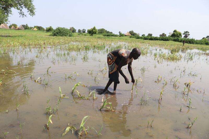 A woman in South Sudan tends to her crops in a flooded field. Photo: Christian Aid