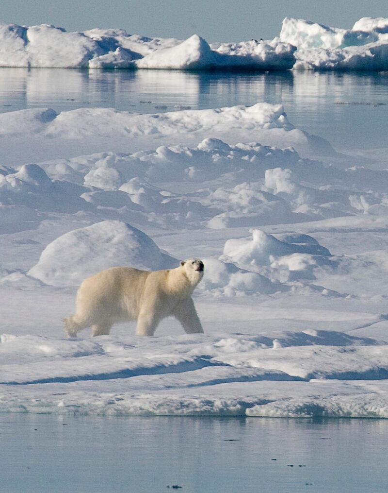 FILE - In this Thursday, July 10, 2008 file photo, a polar bear walks along the ice flow in Baffin Bay above the Arctic circle as seen from the Canadian Coast Guard icebreaker Louis S. St-Laurent. As of 2017, there have been over 400 recorded transits along the Northwest Passage, mostly by Canadian icebreakers and small adventure yachts. (Jonathan Hayward/The Canadian Press via AP)