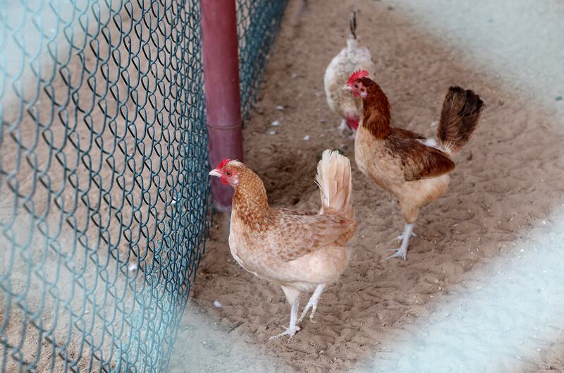 Chickens at The Camel Farm within the enclosure
