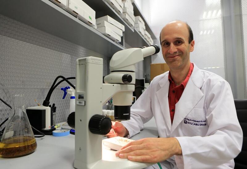 Prof Justin Blau researches behavioural patterns in fruit flies at his New York University Abu Dhabi lab. His work could help to better understand the control of daily rhythms in people. Ravindranath K / The National
