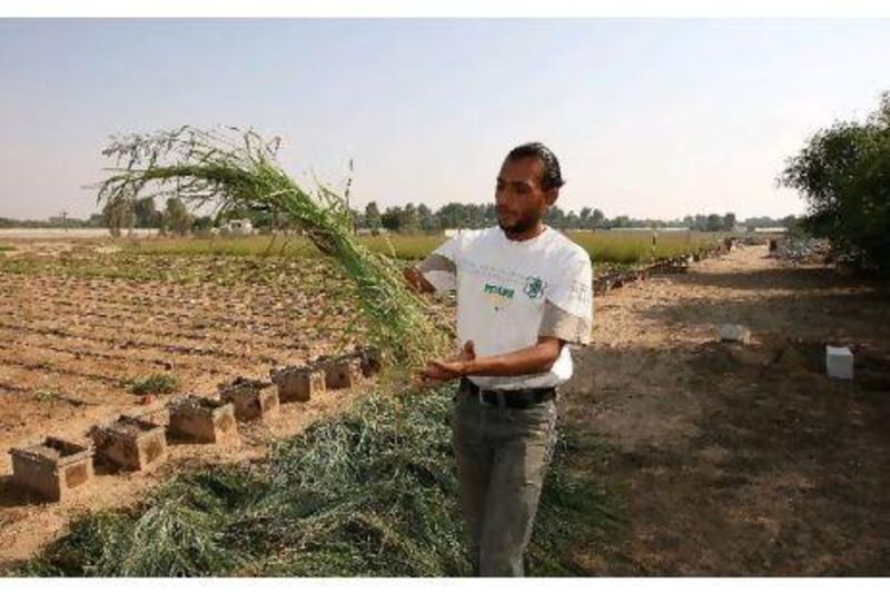 Sami Hassan tests Buffel grass at his farm in in Dubai as part of the Al Awir programme.