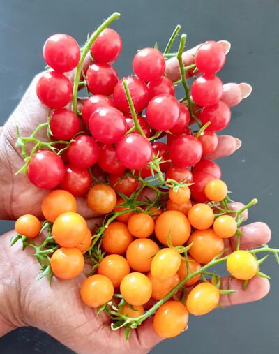 The best time to grow tomatoes is between September and April. Courtesy Anu Ranade