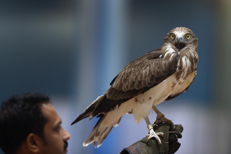 ABU DHABI, UNITED ARAB EMIRATES - - -  September 10, 2015 --- Birds from the Al Ain Zoo captivated the audience during the second day of the 9th Abu Dhabi International Hunting and Equestrian Exhibition at ADNEC in Abu Dhabi on Thursday, September 10, 2015.    ( DELORES JOHNSON / The National )  *** No reporter *** *** Local Caption ***  DJ-100915_NA_ADIHEX_Day2_001.jpg