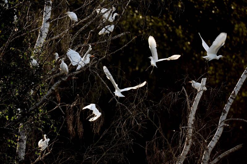 Cattle egrets fly in Le Grand-Luce, northwestern France. AFP
