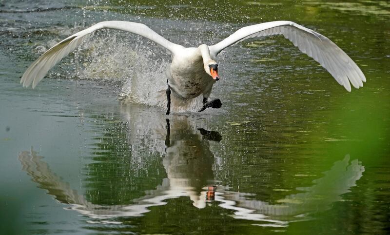 A mute swan  flies on a pond at the nature reservation 'in Waghaeusel, near Karlsruhe, Germany.  EPA