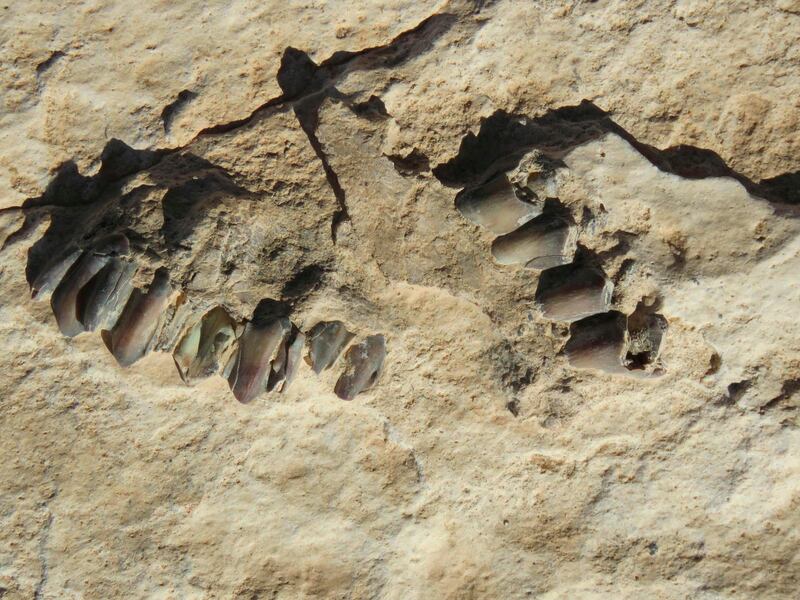 Animal fossils eroding out of the surface of the Alathar ancient lake deposit in the Nafud Desert in Saudi Arabia. Badar Zahrani / AFP
