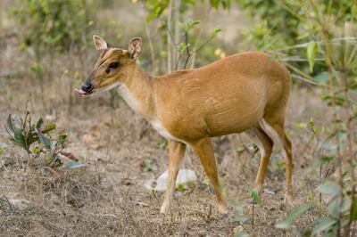 Sri Lanka's elusive barking deer. Getty