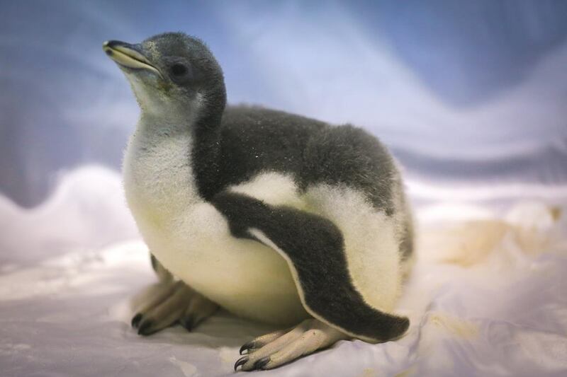 Ski Dubai is pleased to announce the birth of Peter, the Gentoo chick, joining its penguin family. The healthy chick hatched on December 22. Courtesy Ski Dubai 