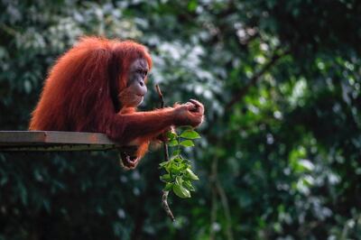 An orangutan nibbles on a leave at the National Zoo in Kuala Lumpur, Malaysia. EPA 