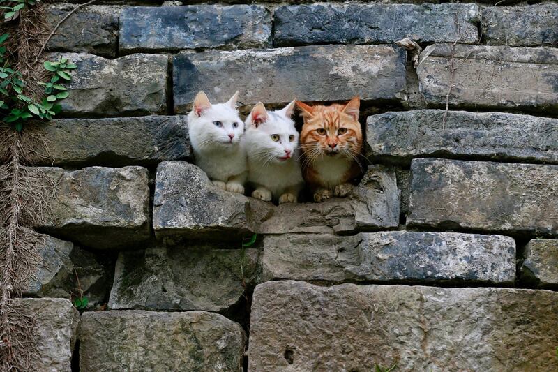 Cats are seen in a hole in a wall at a park in Nanjing, Jiangsu province, China March 29, 2018. Picture taken March 29, 2018. REUTERS/Stringer  ATTENTION EDITORS - THIS IMAGE WAS PROVIDED BY A THIRD PARTY. CHINA OUT.